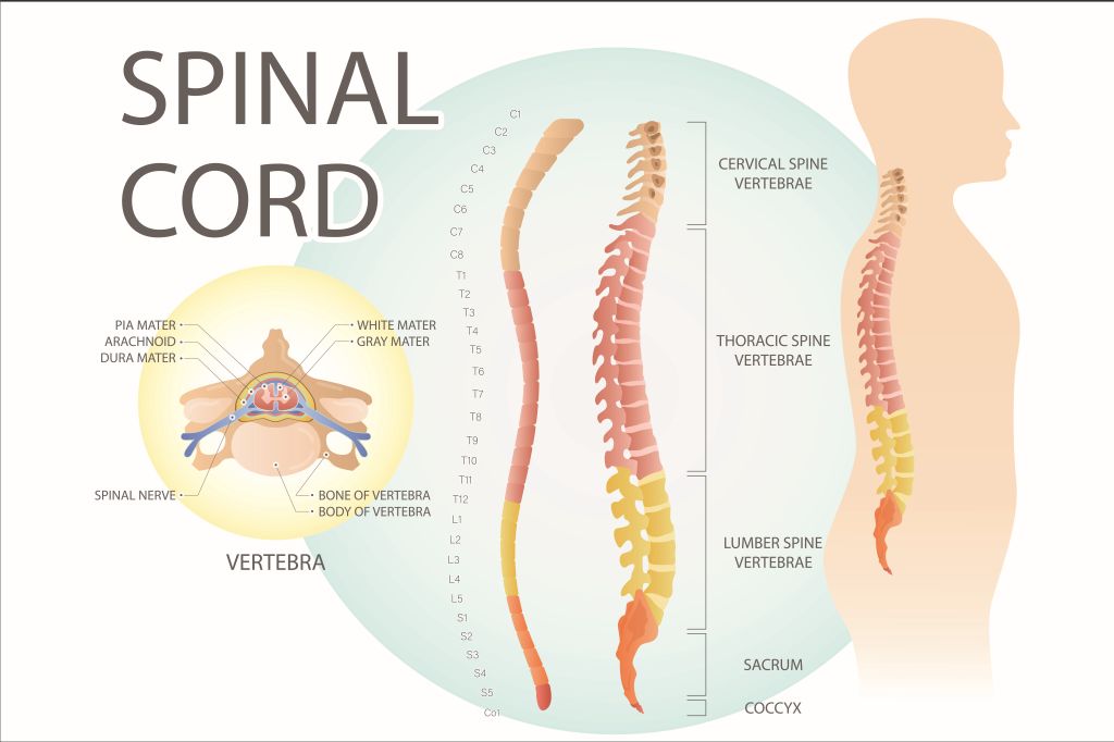 Understanding the Role of the Spinal Cord and Spinal Nerves in the Lower Back Pain in Men